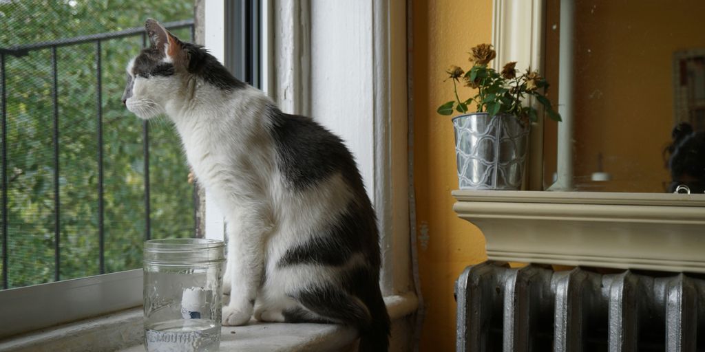 a black and white cat sitting on a window sill