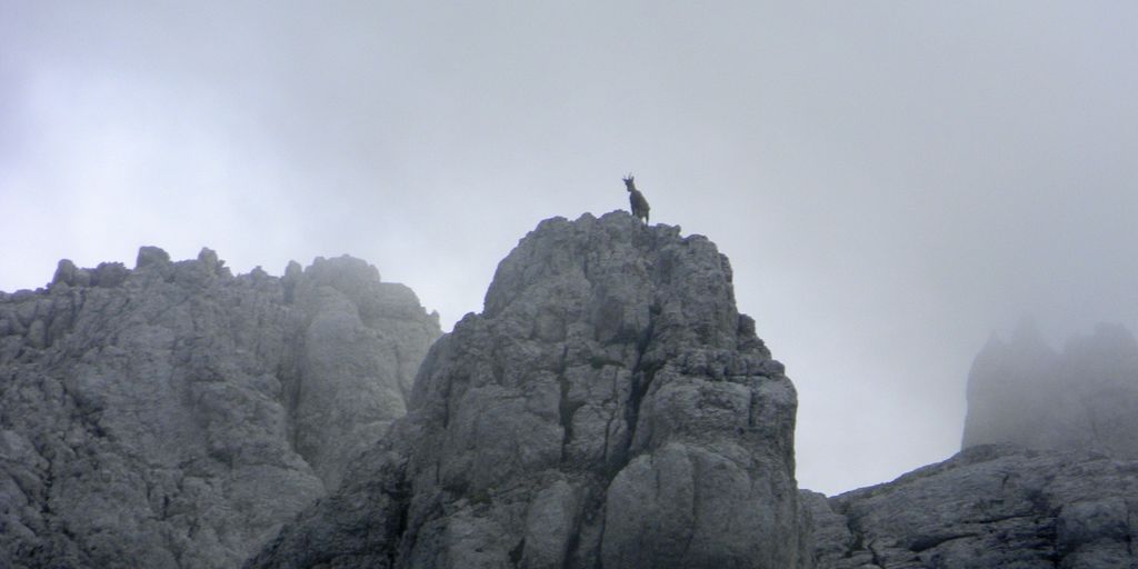 animal on the cliff of a mountain