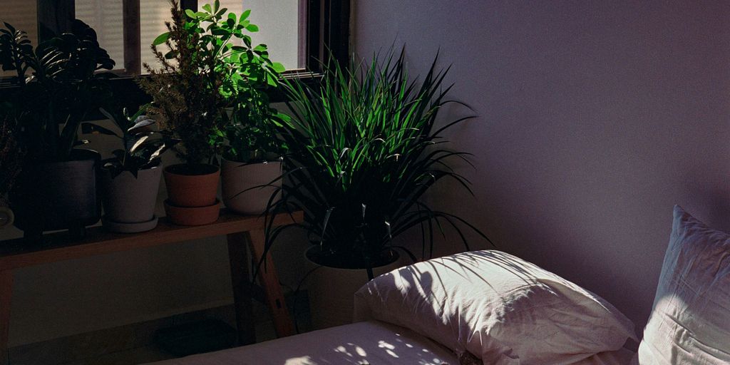 green plant on brown wooden table