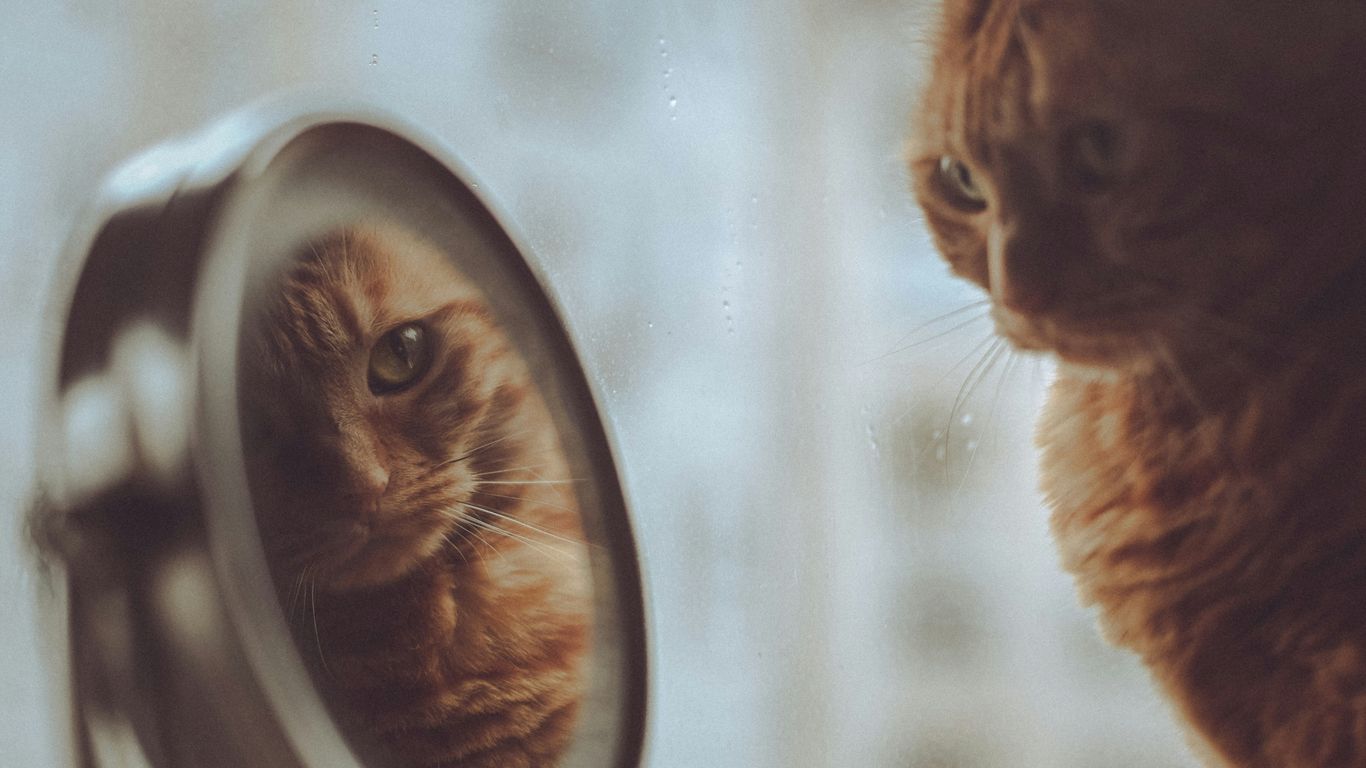 a cat looking at itself in a mirror