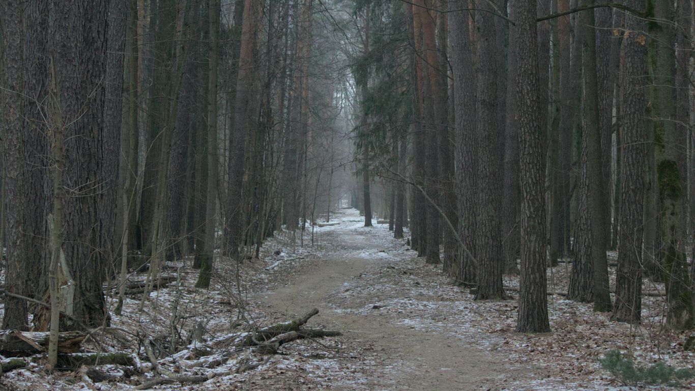 A dirt road in the middle of a forest