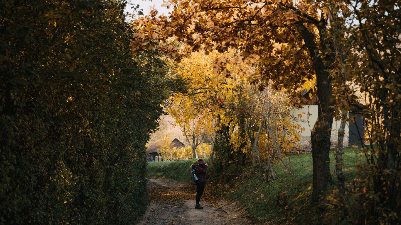 A person walking down a dirt road surrounded by trees
